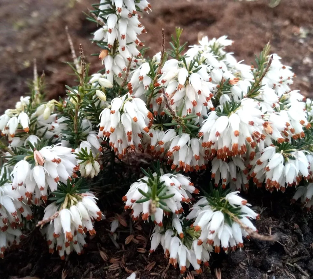 Erica carnea Isabell bruyère d'hiver pour un jardin fleuri en hiver