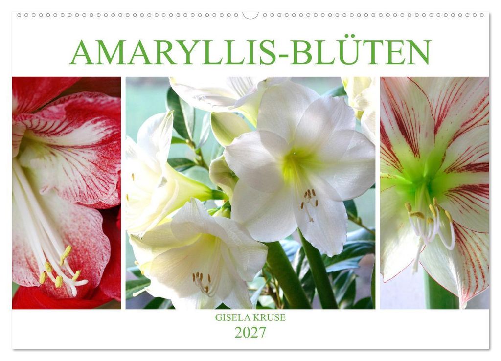 Amaryllis-Blüten (Wandkalender 2027 DIN A2 quer), CALVENDO Monatskalender