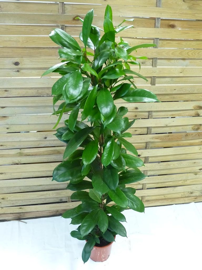[Palmenlager] XL Ficus cyathistipula - 140 cm/Afrikanische Produktbild 