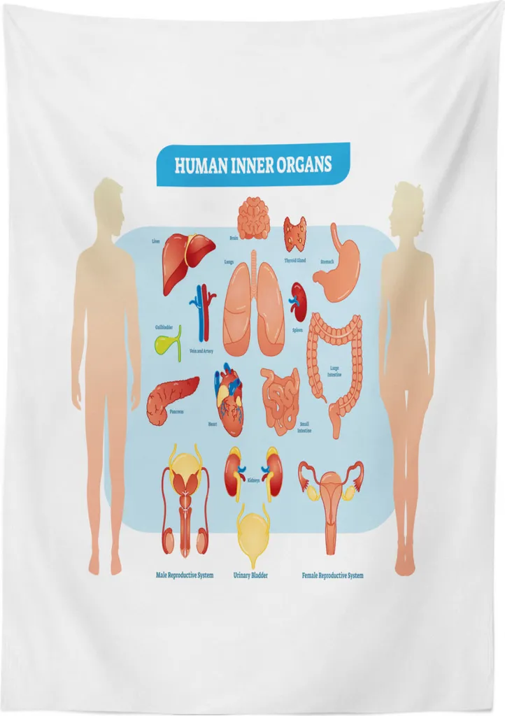 Tovaglia Didattica Anatomia ABAKUHAUS - Regalo Laurea Medicina 140x240