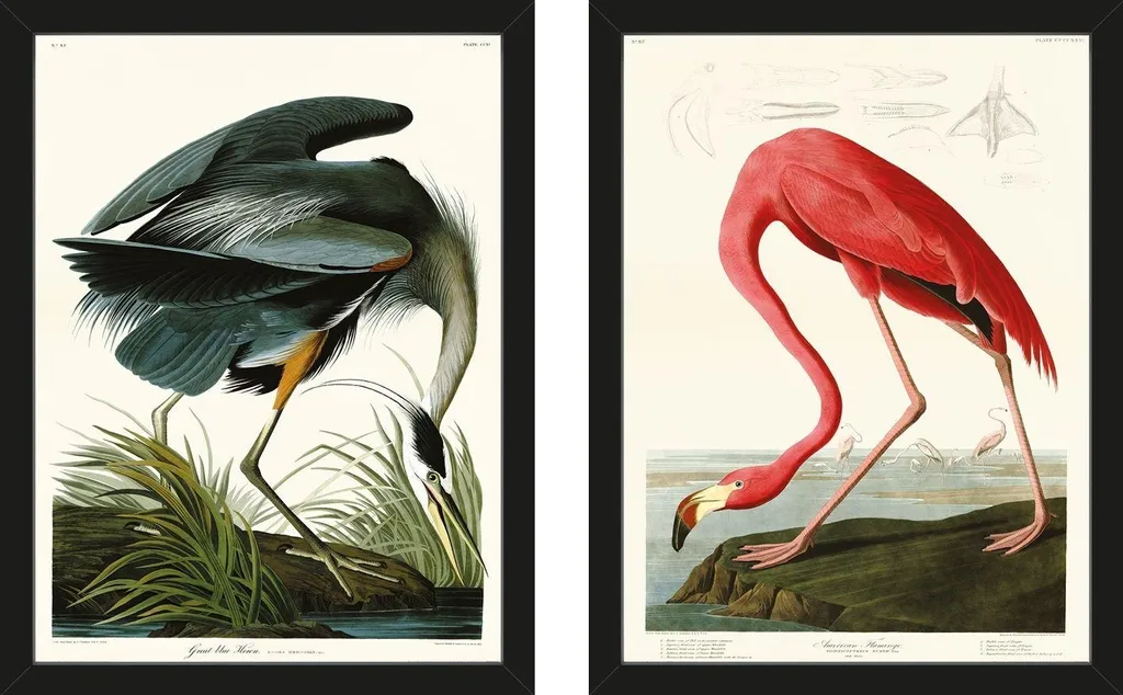 Cadres Audubon 40x30 cm Héron et Flamant de Cuba Bleu Rose et Noir