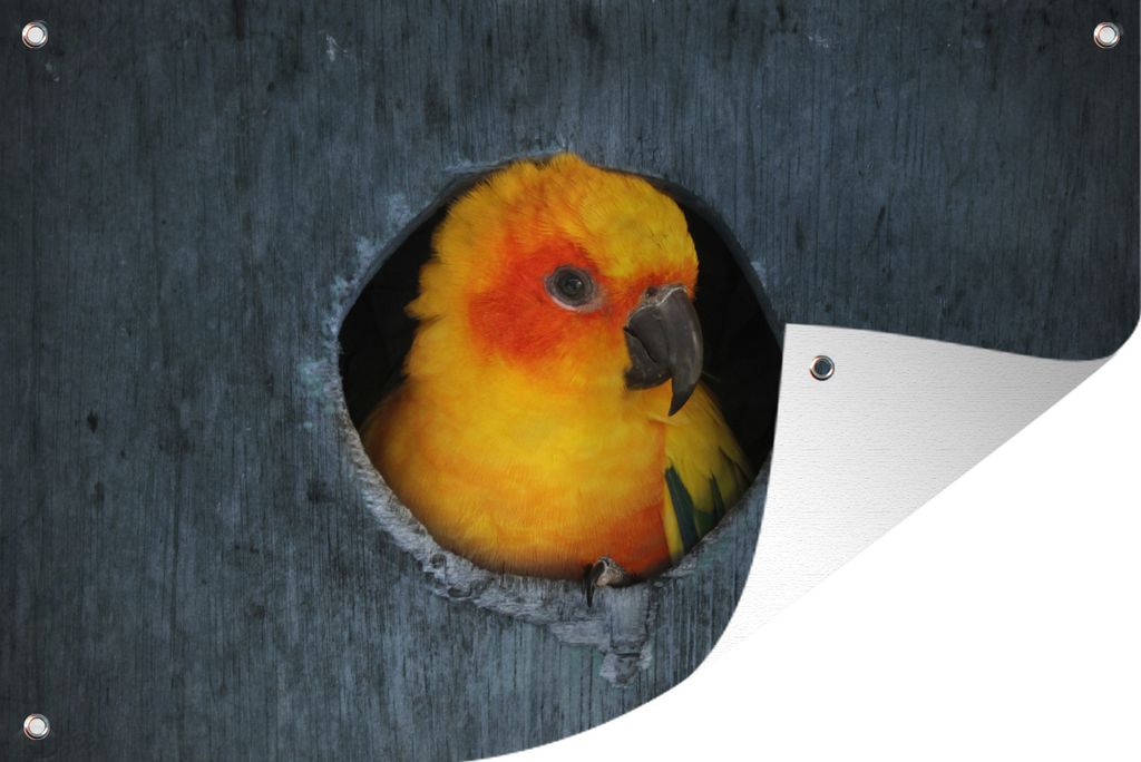 MuchoWow 60x40 cm Outdoor-Poster Gartendeko Sichtschutz Garten Poster für den Garten Ein Sonnensittich sitzt in einem Nest in einem Baum