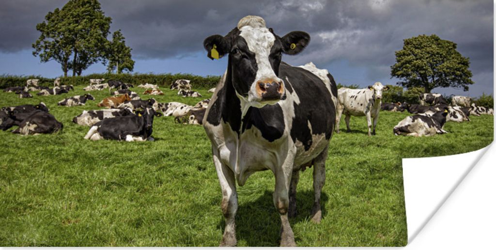 MuchoWow Poster Kühe - Tiere - Friesisch 150x75 cm - ohne Rahmen