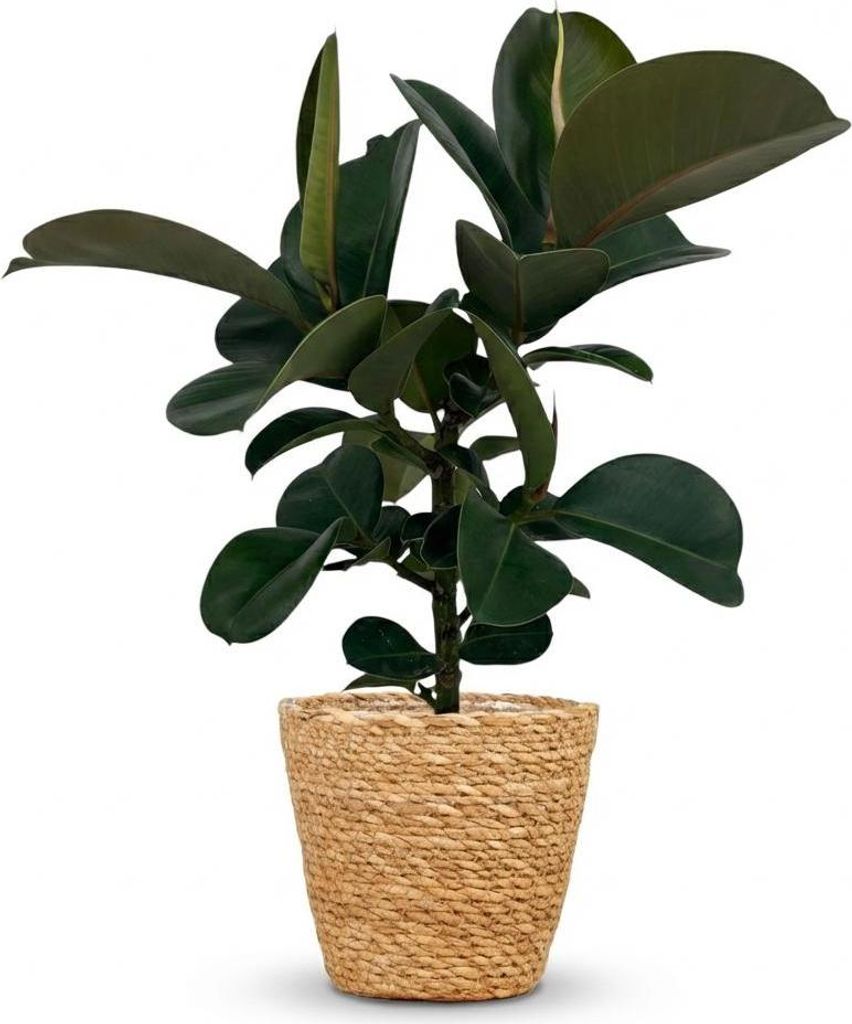 Ficus Elastica Cloe Gummibaum 65cm – Zimmerpflanze im Korb Ø19cm – große glänzende grüne Blätter – pflegeleicht für Wohnung & Büro –...