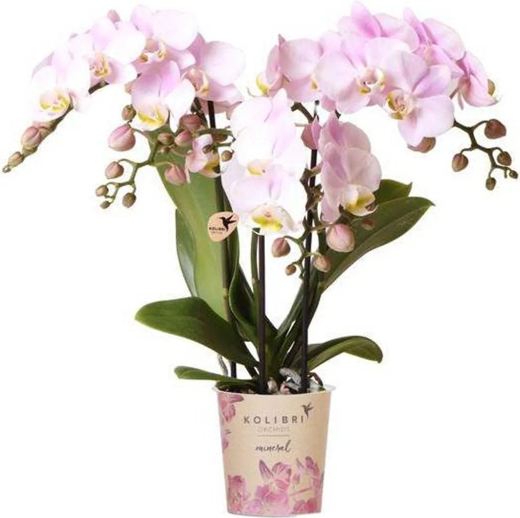Orchidée Phalaenopsis rose Portugal Ø9cm - Plante fleurie d'intérieur