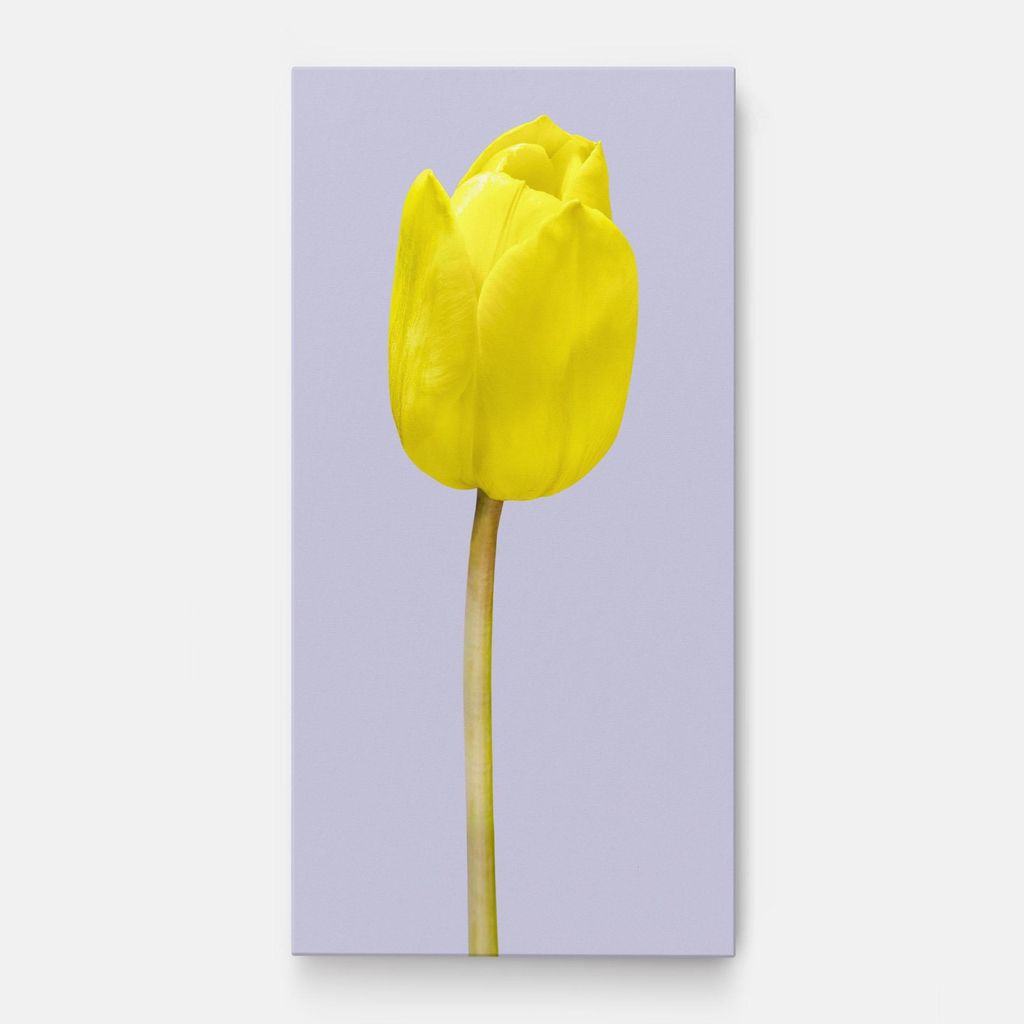 ARTHUB Leinwandbild 60x120 cm, One Yellow Tulip | Wohnzimmerdekoration, Hängende Bilder, Wanddekoration, Heimdekoration, Blumen, Tulpen