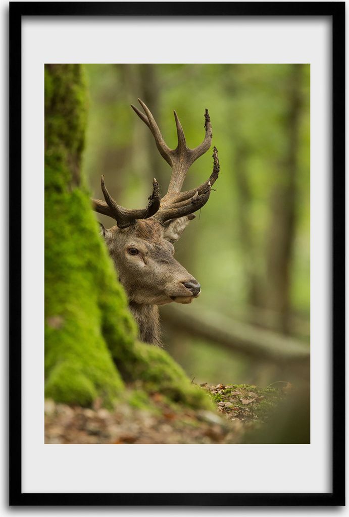 Bild - Bilderrahmen - 40 cm x 60 cm - MDF - Rahmen - Wandkunst - Hirsch