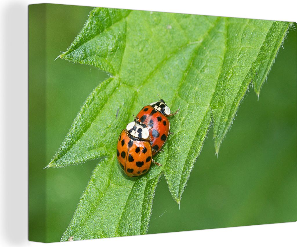 OneMillionCanvasses - Leinwandbilder - 140x90 cm, Zwei sich paarende Marienkäfer auf einer Brennnessel, Wandbilder Kunstdruck Wanddekoration - F...