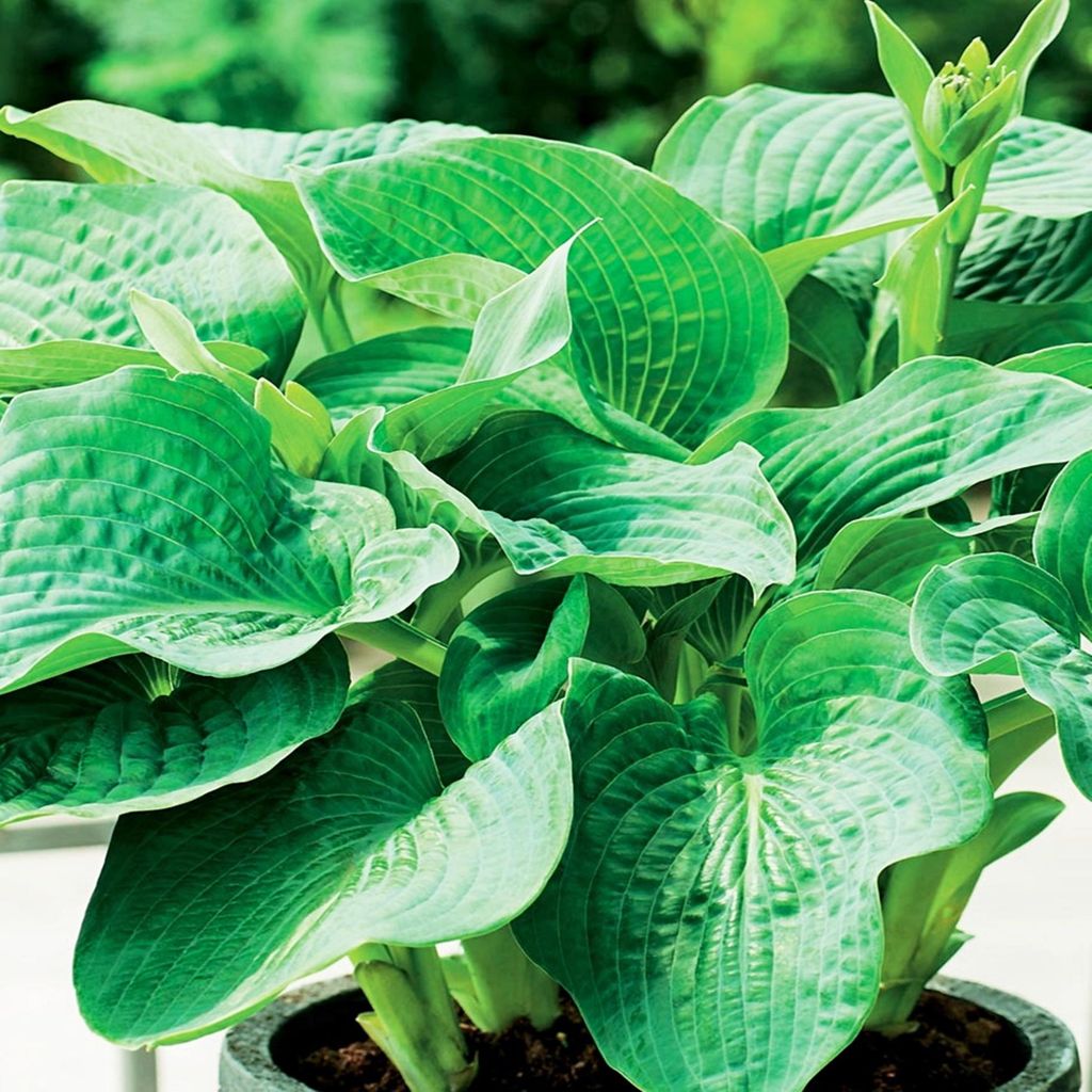 Funkie Hosta Knolle Zierblätter Blumen Schattenpflanzen Funkie Elegans 1 St.
