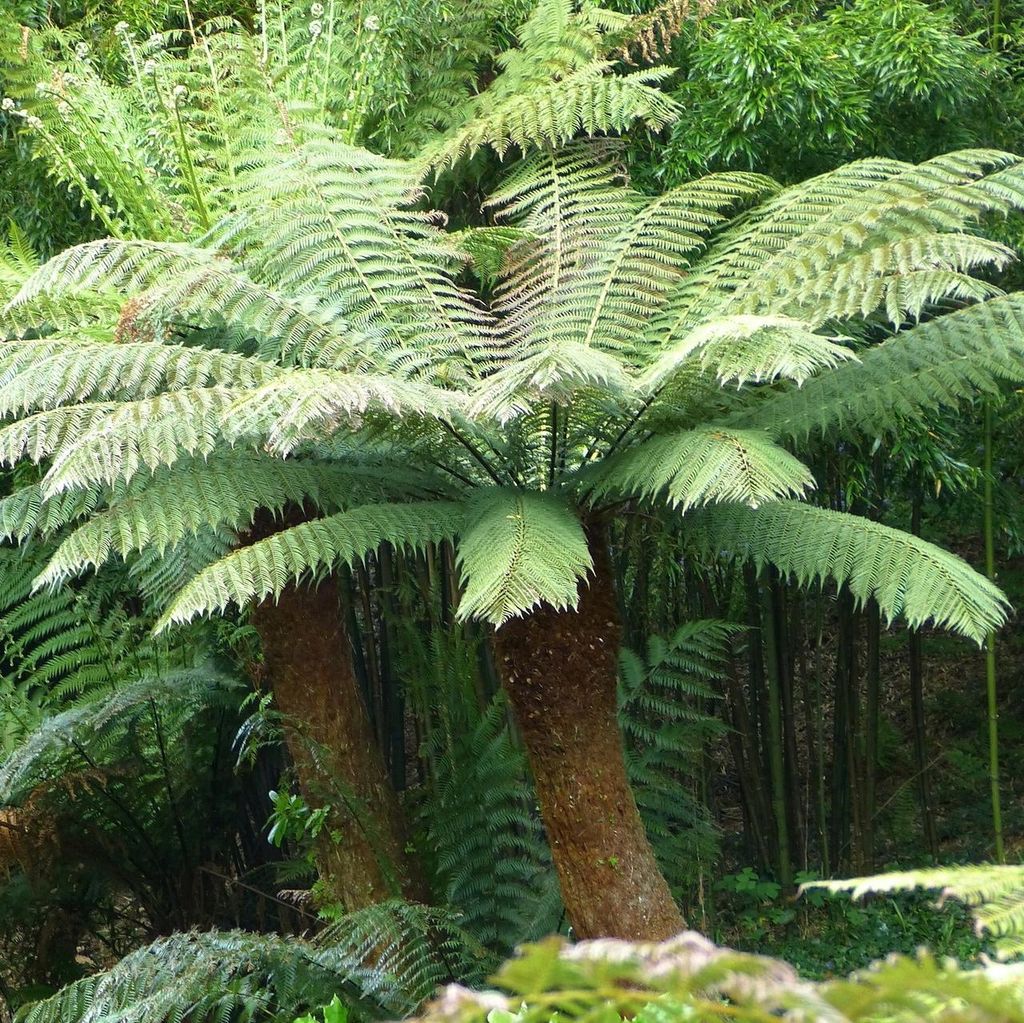 Faggea della Tasmania (Dicksonia antarctica)  - 1 porzione Immagine del prodotto 