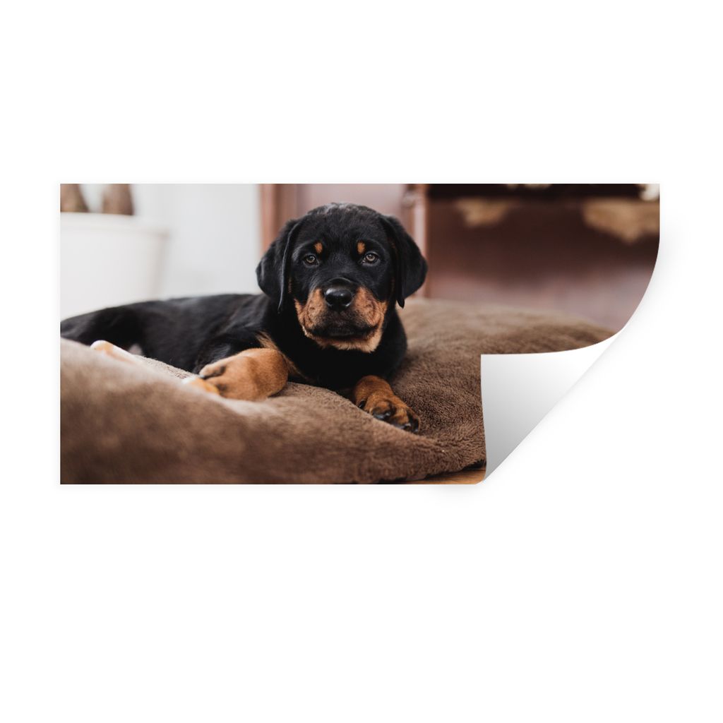 MuchoWow Wandtattoo Wandsticker Wandaufkleber Rottweiler-Welpe liegt auf einem weichen Kopfkissen 40x20 cm Selbstklebend und Repositionierbar - A...