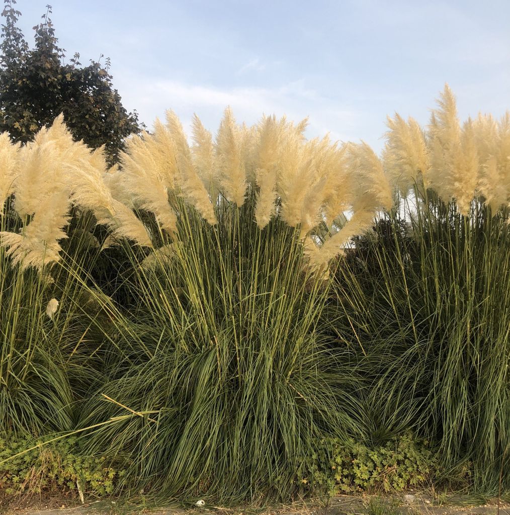 6 x Cortaderia selloana - P9 - Pampasgras im 9 x 9 cm topf Produktbild 