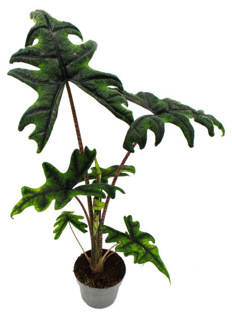 Alocasia tandurusa "Jacklyn" - Tropenwurz - Alokasie - Produktbild 