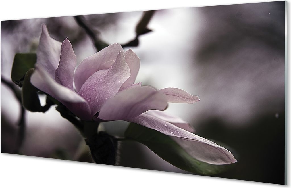 Glasbilder 120x60 Wandkunst Magnolie