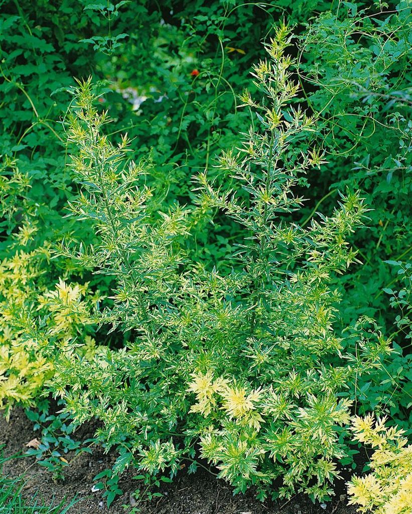 Artemisia vulgaris 'Oriental Limelight', gelb-grün, ca. 11x11 cm Topf