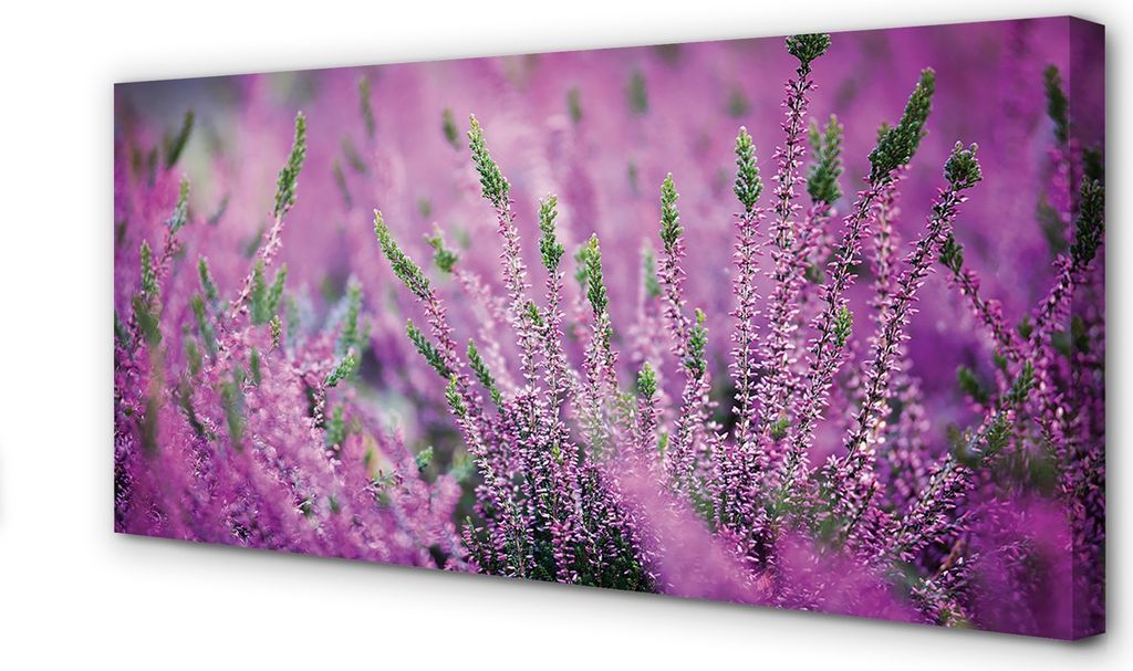 Leinwandbild 120x60 Wandkunst Feld heathers