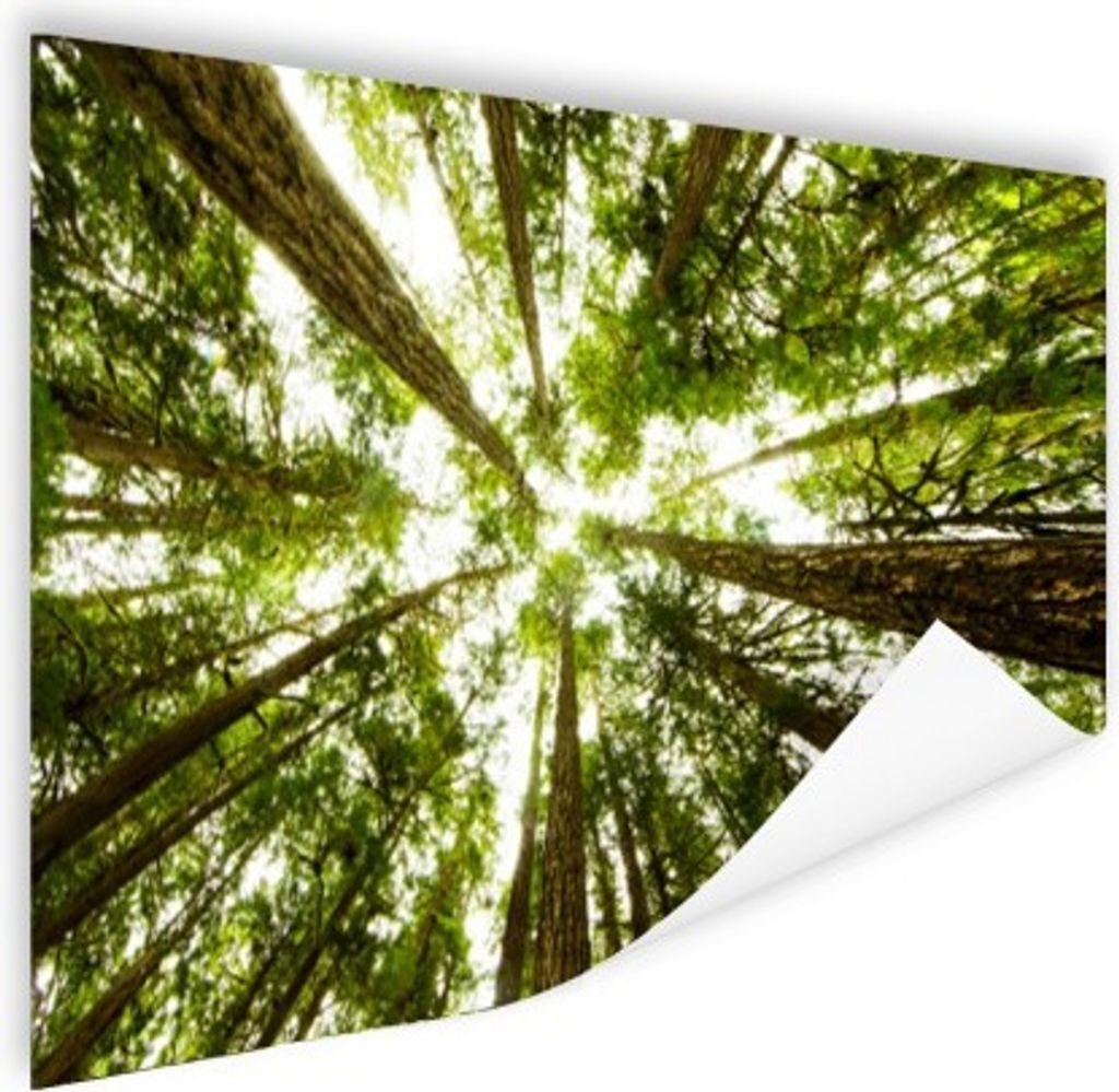 MuchoWow Poster Hohe grüne Bäume im Dschungel 60x40 cm - Schlafzimmerdekoration