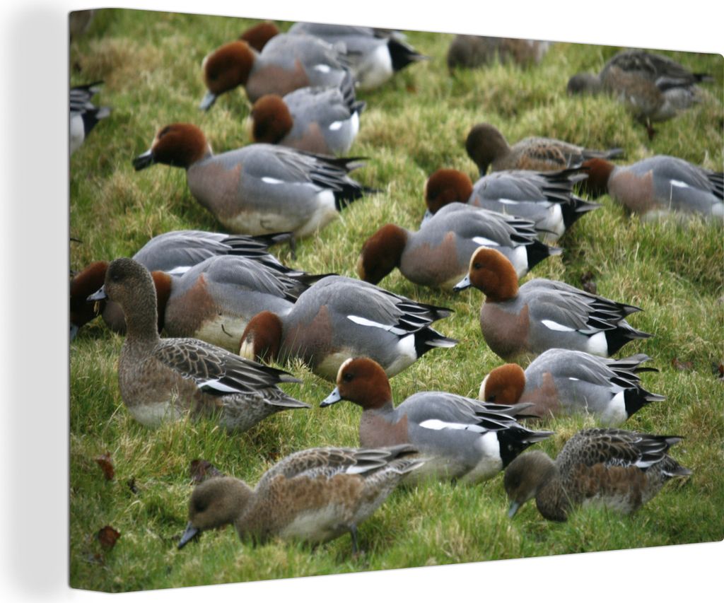OneMillionCanvasses - Leinwandbilder - 140x90 cm, Pfeifenten beim Ausruhen auf einer schönen grünen Wiese, Wandbilder Kunstdruck Wanddekoration...