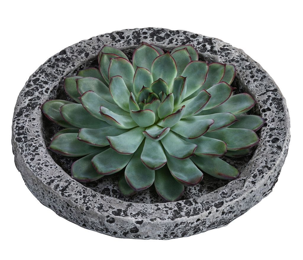 Dehner Echeverie, Echeveria, in Betonschale, Produktbild 