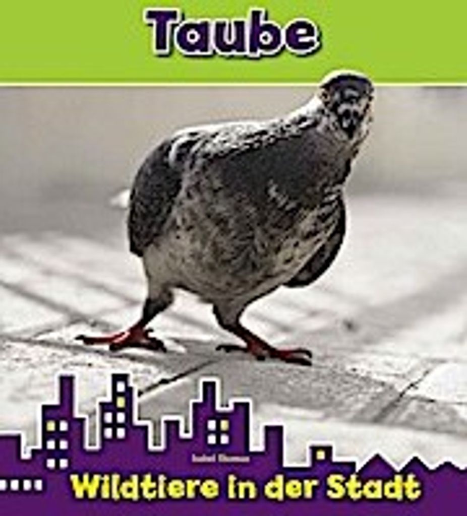Taube, Wildtiere in der Stadt