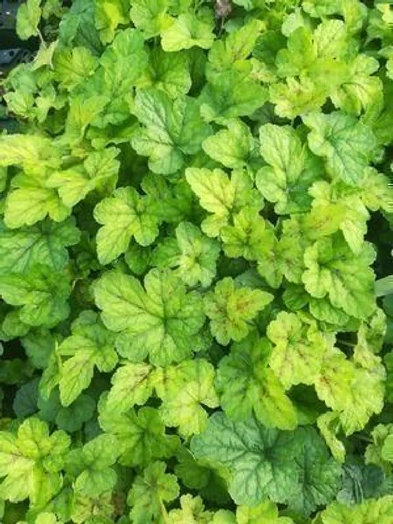 Tiarella Running Tiger : le couvre-sol sans entretien pour l'ombre