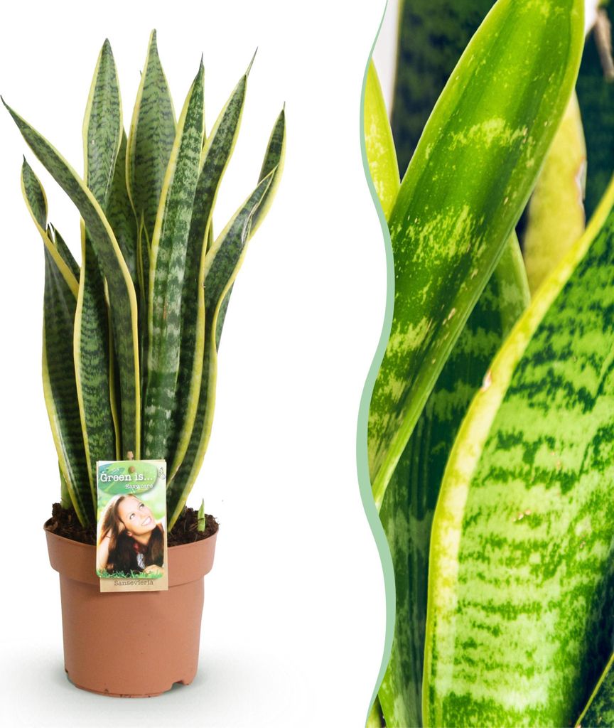 Green boutiQ - Zimmerpflanzen - Sansevieria Laurentii - Schwiegermutterzunge - Wenig Pflege - Grün - Gelb - 1 Pflanze - Topf 17cm - Höhe 60-70cm