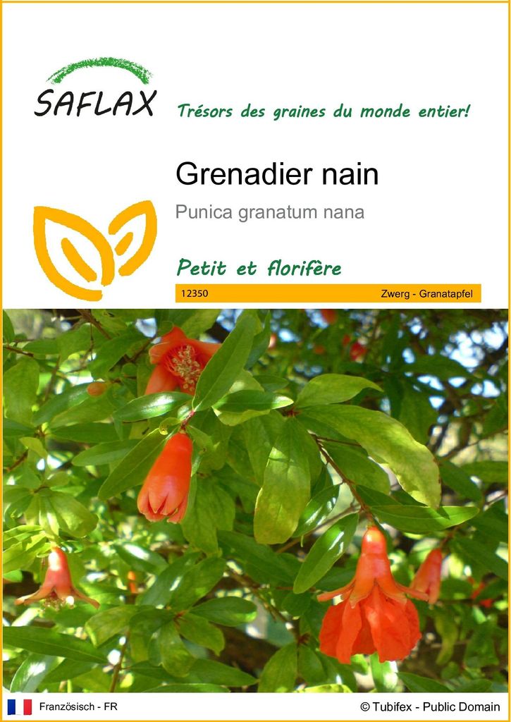 SAFLAX  - Grenadier nain - 50 graines - Punica Image du produit 