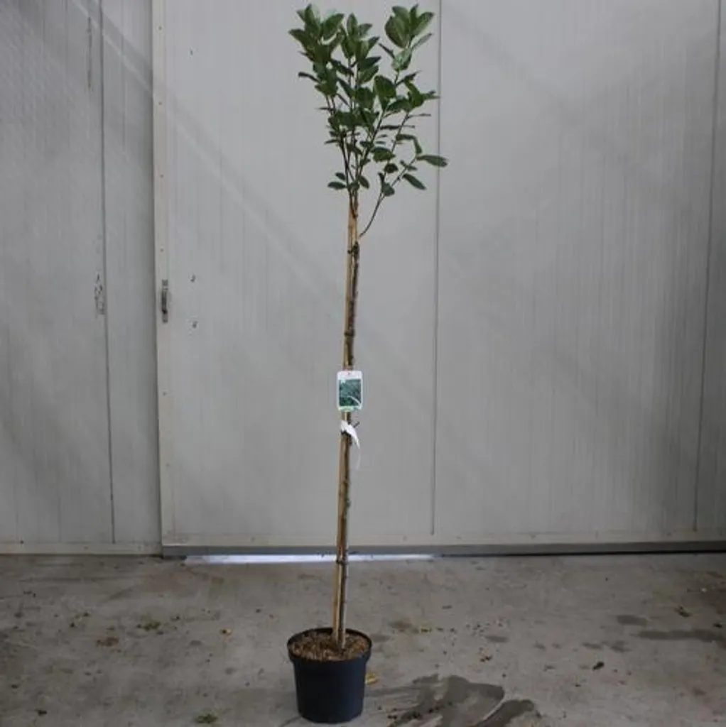 Aronia Viking 90 cm : Feuillage flamboyant et baies antioxydantes