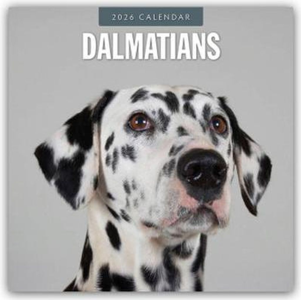 Dalmati - Dalmati 2026 - Calendario di 16 mesi Immagine del prodotto 