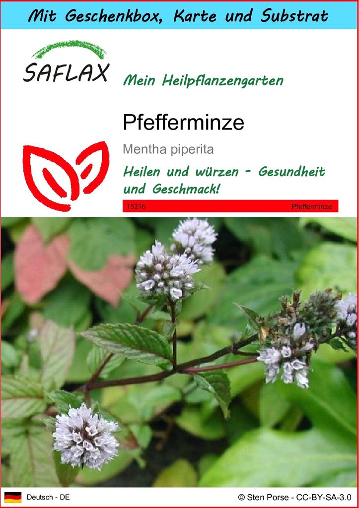 SAFLAX - Geschenk Set - Heilpflanzen - Pfefferminze - 300 Samen - Mit Geschenk- / Versandbox, Versandaufkleber, Geschenkkarte und Anzuchtsubstrat -...
