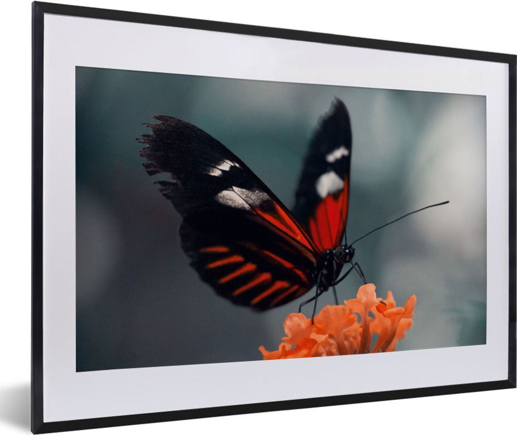 MuchoWow Gerahmtes Poster Schmetterling - Blume - Insekt 60x40 cm - Poster mit Schwarzem Bilderrahmen Wandposter Rahmen Foto Bilder - Schlafzimme...
