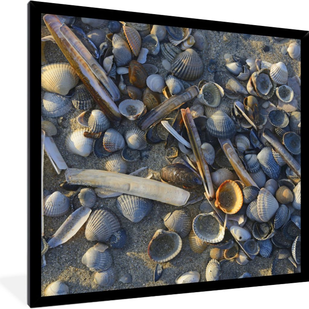 MuchoWow Gerahmtes Poster Muscheln am Strand von Vlieland 40x40 cm - Poster mit Schwarzem Bilderrahmen Wandposter Rahmen Foto Bilder - Mit Rahmen...