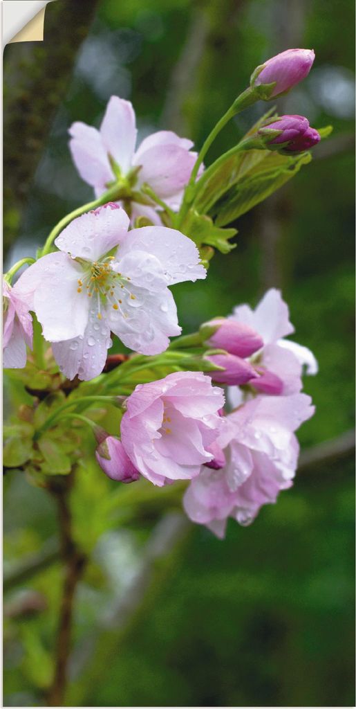 ARTland Wandbild, selbstklebend Zweig einer blühenden Zierkirsche Größe: 20x40 cm