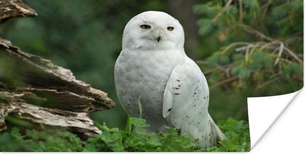 MuchoWow Poster Schneeeule im Wald 150x75 cm - ohne Rahmen
