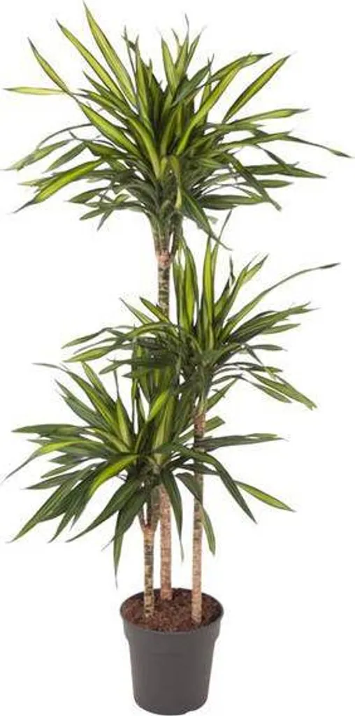 Grande Plante Verte Dracéna Riki 140 cm Idéale pour Bureau et Maison