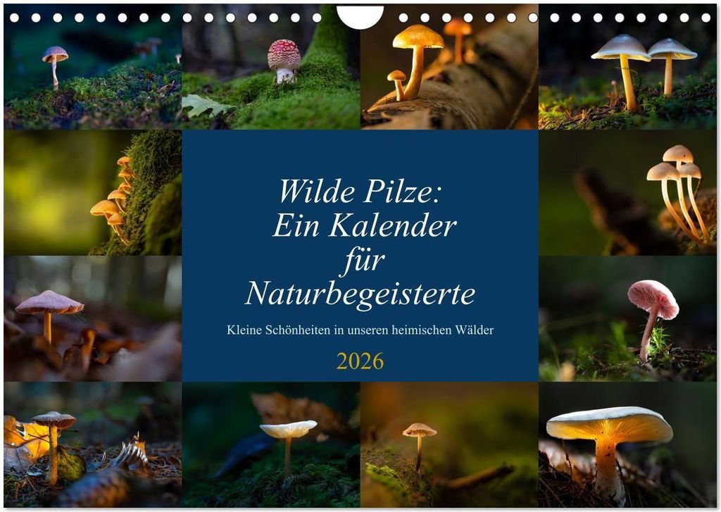 Wilde Pilze: Ein Kalender für Naturbegeisterte (Wandkalender 2026 DIN A4 quer), CALVENDO Monatskalender