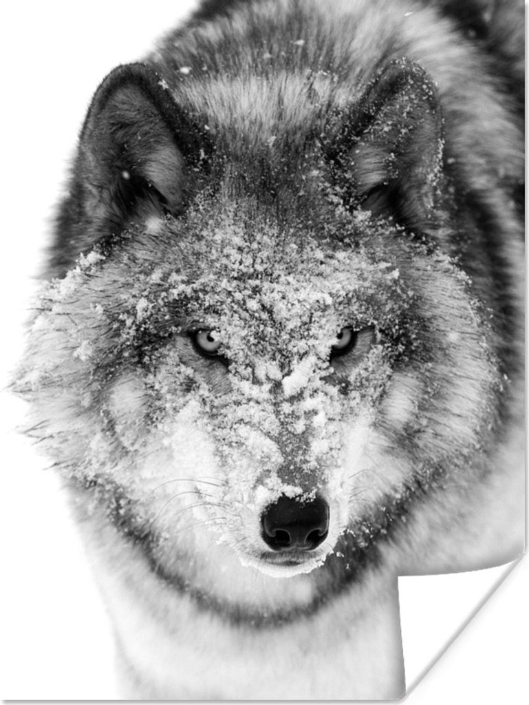 MuchoWow Poster Wolf mit verschneitem Kopf in schwarz-weiß 120x160 cm - Wandbilder