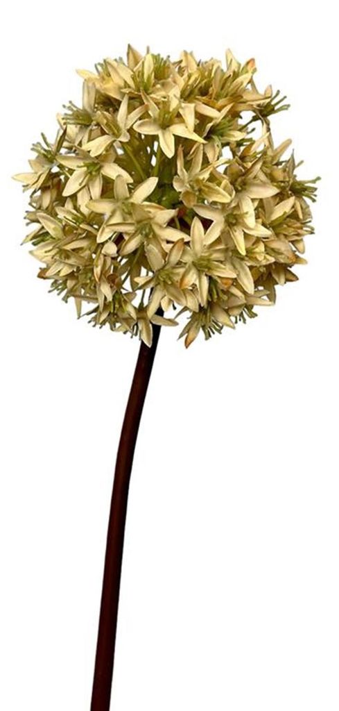 Künstliche Blumen-Alliumzwiebel aus der Roberts-Kollektion, 60 cm, cremefarben