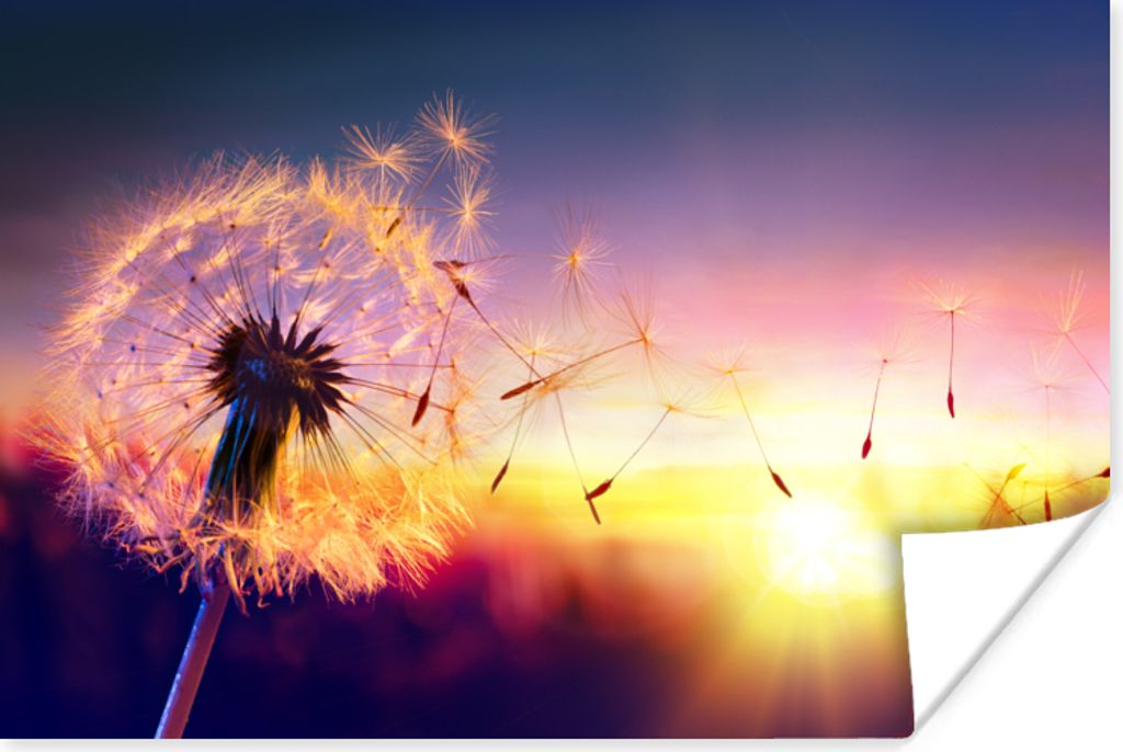 MuchoWow Poster Löwenzahn - Blumen - Sonnenuntergang - Horizont - Nacht 120x80 cm - Bilder