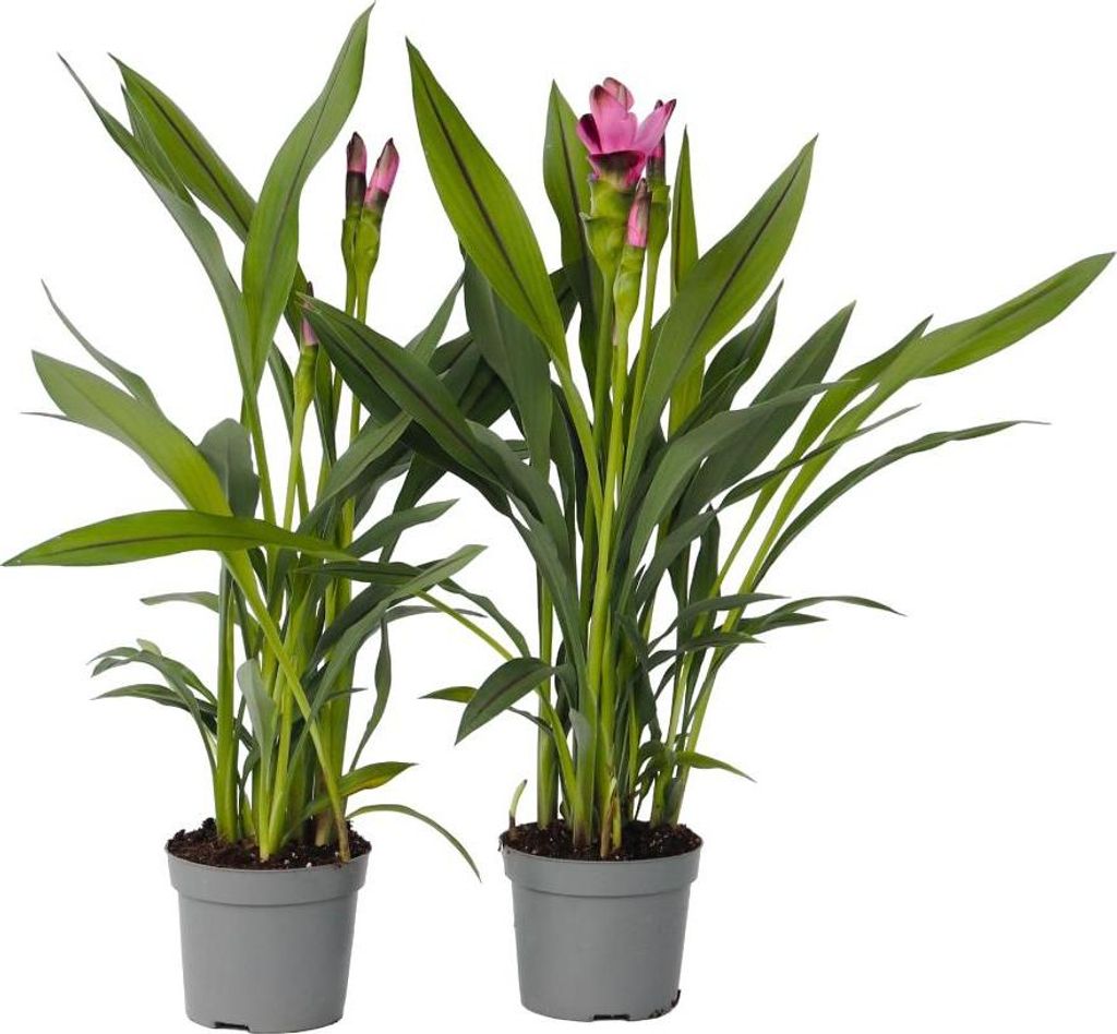 Tulipe siamoise - Curcuma 'Siam Splash' - Rose - H40-60cm - Image du produit 