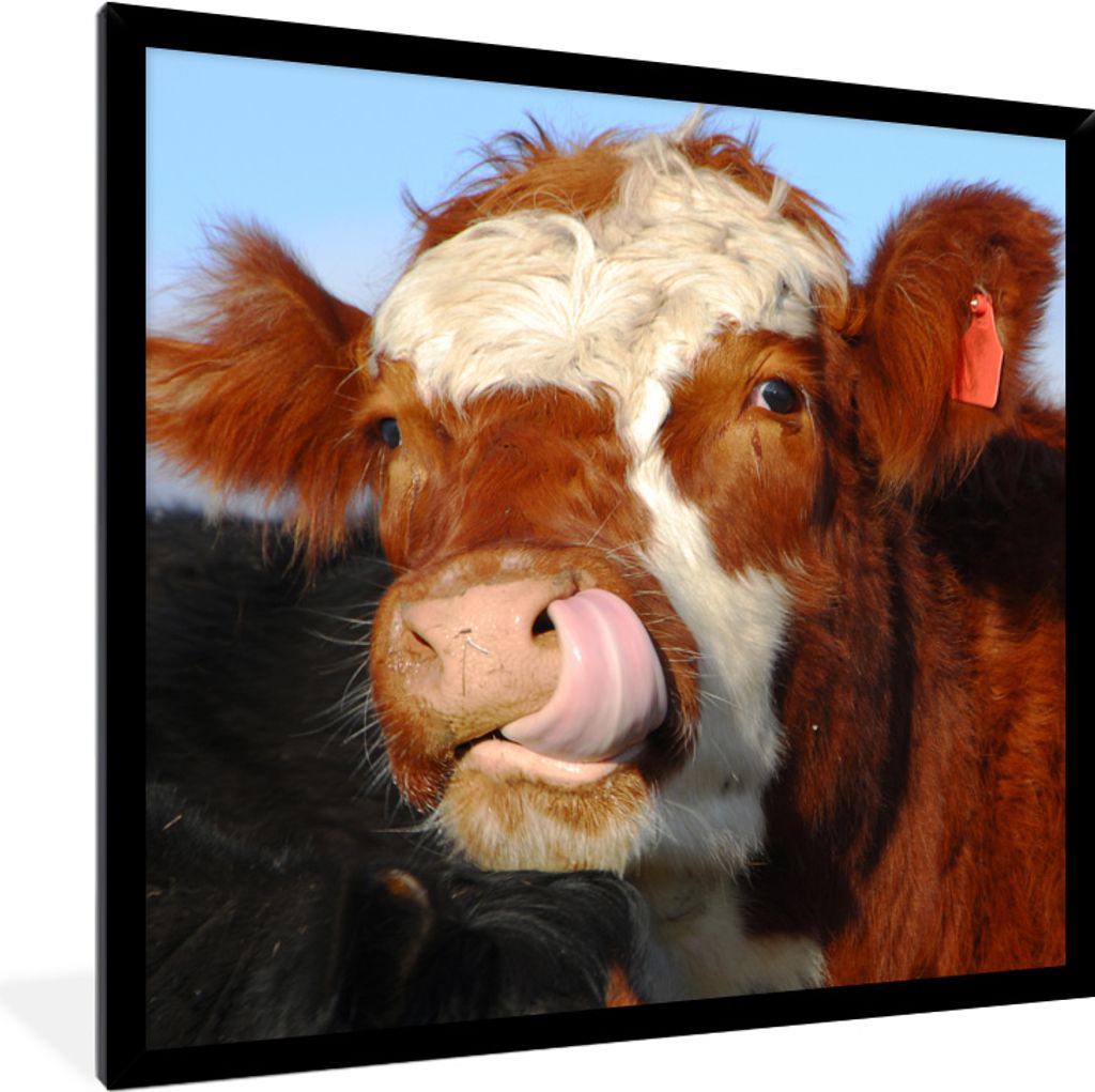 MuchoWow MuchoWow Gerahmtes Poster Kuh - Tier - Fell - Zunge 40x40 cm - Poster mit zchwarzem Bilderrahmen - Mit Rahmen - Wanddekoration Schlafz...