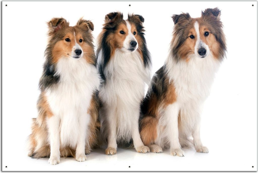 Wallario Outdoor-Poster für Garten oder Balkon, Motiv Süße Shetland Hunde vor weißem Hintergrund, in ca. 61 x 91,50 cm