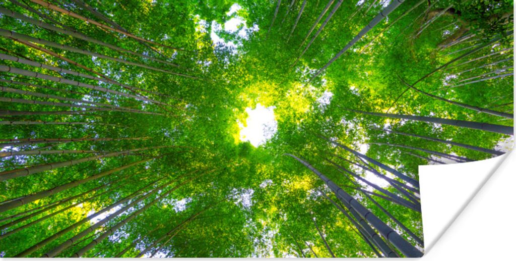 MuchoWow Poster Baumkronen im Arashiyama-Bambuswald 150x75 cm - ohne Rahmen