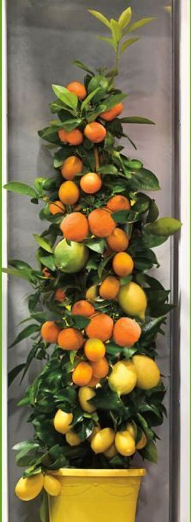 Trio cytrusów Amalfi ok. 70 cm - cytryna, pomarańcza Zdjęcie produktu 