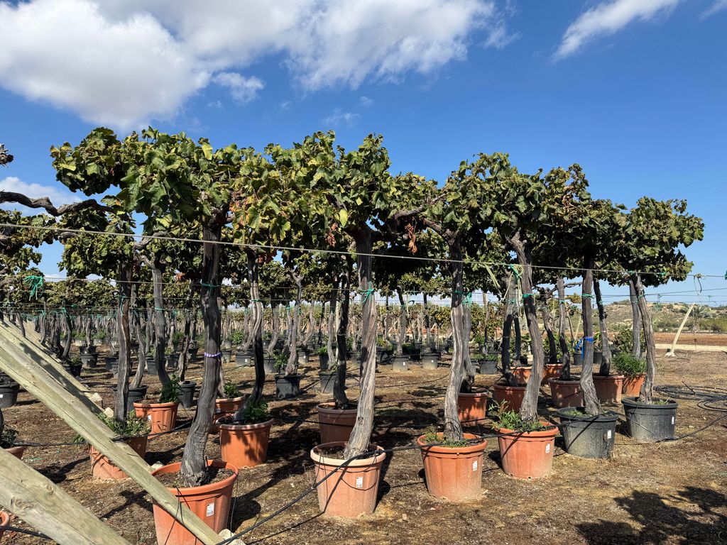 Sunny Tree – Vitis Vinifera ‘Media Red Globe’ Weinrebe – 240 cm hoch – Winterhart – 90-Liter-Topf – Große Rote Tafeltrauben – Balk...