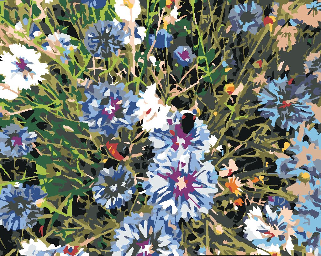 Zuty - Malen nach Zahlen - KORNBLUMEN BLAU, 40x50 cm, ohne Keilrahmen