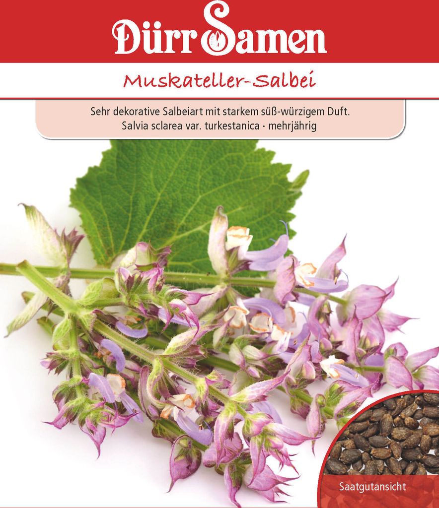 Muskateller-Salbei | Muskatsamen von Dürr Samen