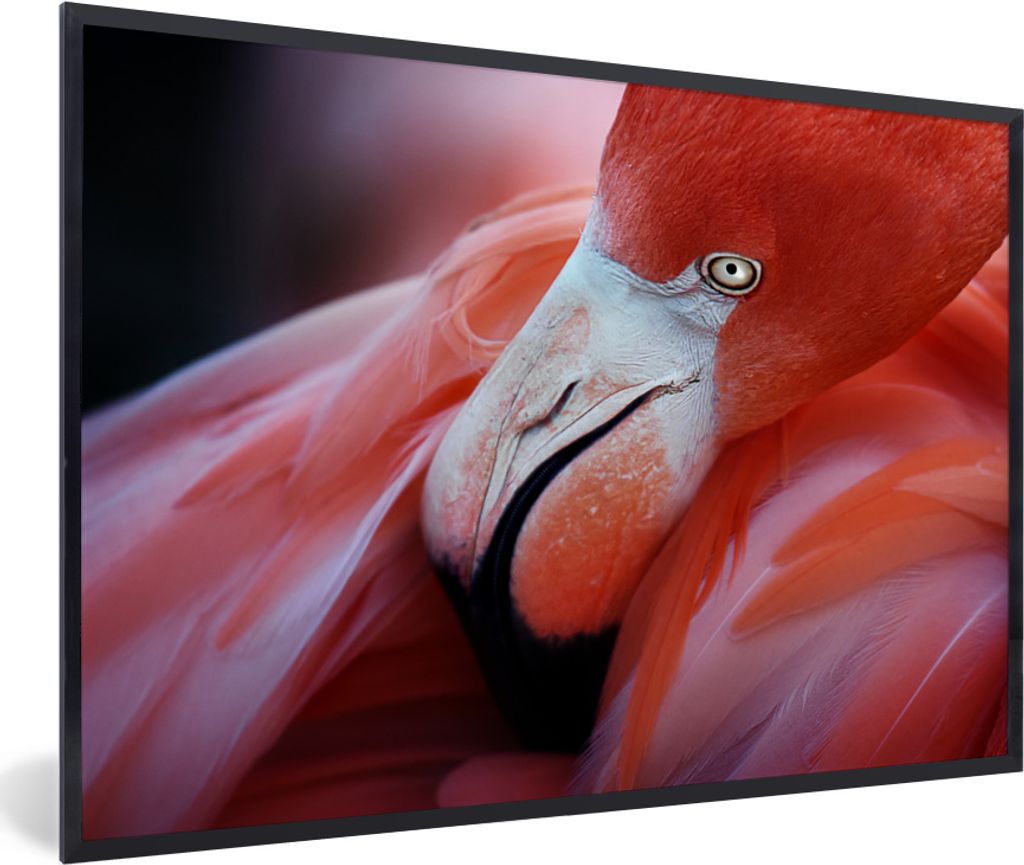 MuchoWow MuchoWow Gerahmtes Poster Nahaufnahme eines Flamingos 90x60 cm - Poster mit zchwarzem Bilderrahmen - Fotorahmen - Foto-Plakat