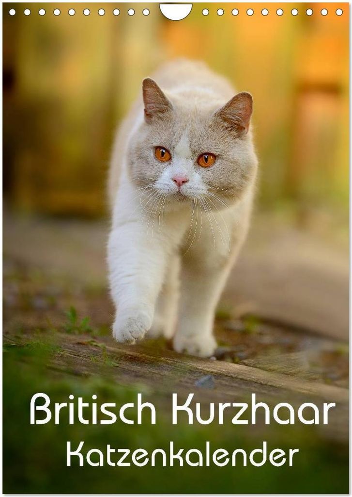Britisch Kurzhaar Katzenkalender (Wandkalender 2026 DIN A4 hoch), CALVENDO Monatskalender