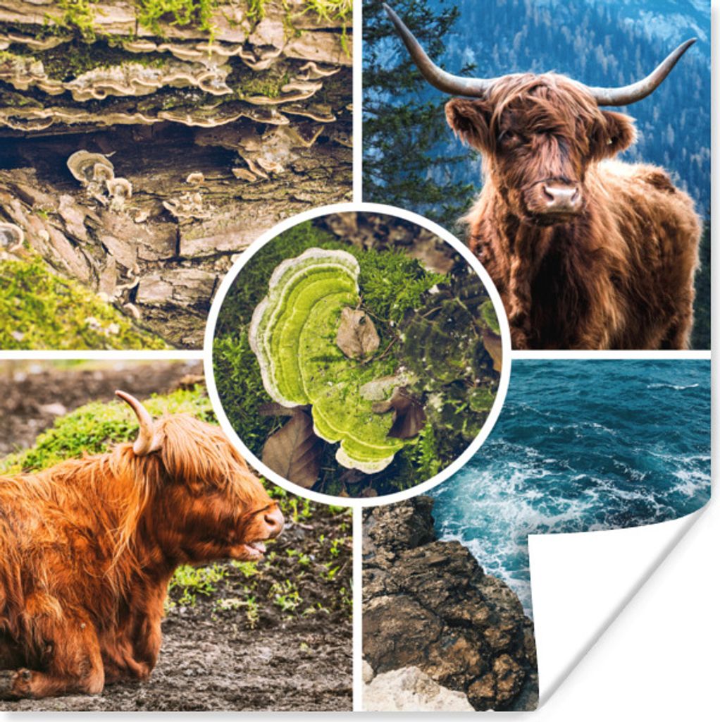 MuchoWow Poster Schottische Highlander - Tiere - Natur 50x50 cm - Wohnzimmerdekoration